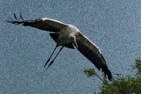 American Wood Stork