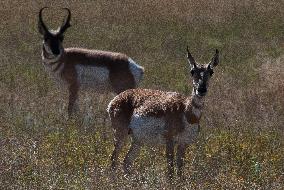 North American Pronghorn