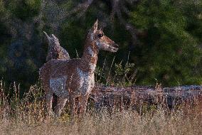 North American Pronghorn