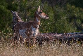 North American Pronghorn