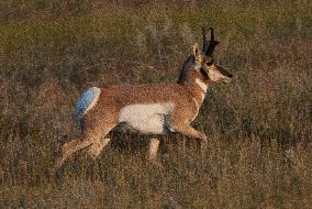 North American Pronghorn