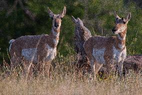 North American Pronghorn