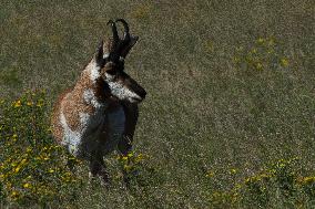 North American Pronghorn