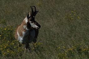 North American Pronghorn