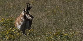 North American Pronghorn