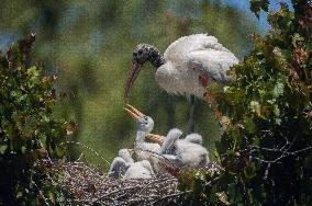 American Wood Stork