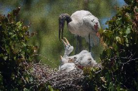 American Wood Stork