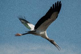 American Wood Stork