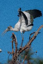 American Wood Stork