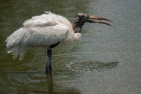 American Wood Stork