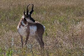 North American Pronghorn