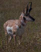 North American Pronghorn