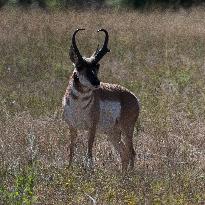 North American Pronghorn