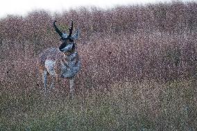 North American Pronghorn