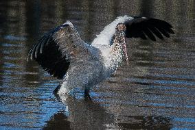 American Wood Stork