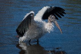 American Wood Stork