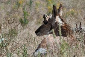 North American Pronghorn