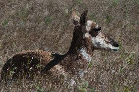 North American Pronghorn