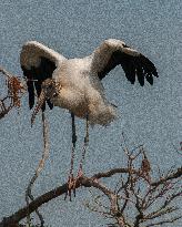 American Wood Stork