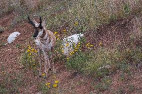 North American Pronghorn