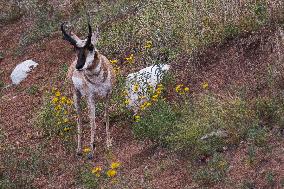 North American Pronghorn