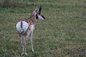 North American Pronghorn