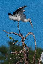 American Wood Stork