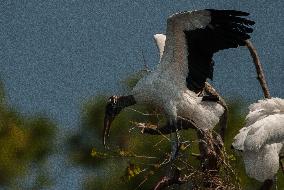 American Wood Stork