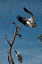 American Wood Stork