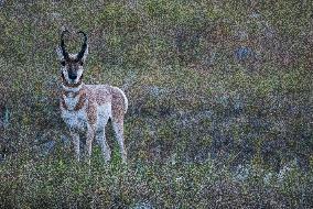 North American Pronghorn