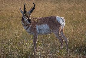 North American Pronghorn