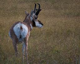 North American Pronghorn