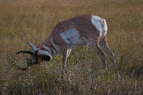 North American Pronghorn