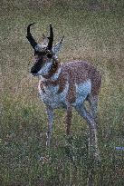 North American Pronghorn