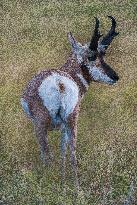 North American Pronghorn