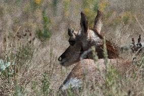 North American Pronghorn