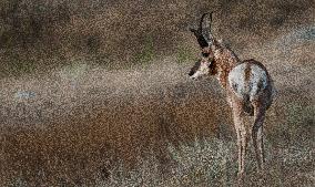 North American Pronghorn