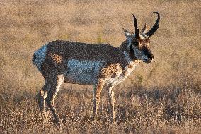 North American Pronghorn