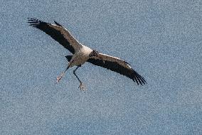 American Wood Stork