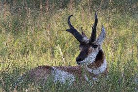 North American Pronghorn