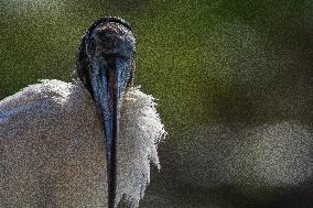 American Wood Stork