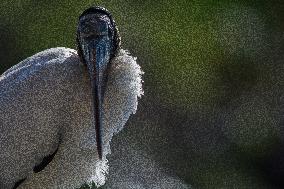 American Wood Stork