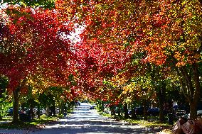 Autumn Season In Canada