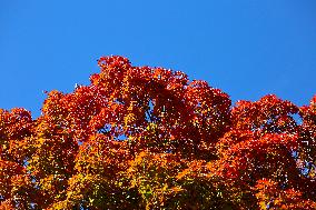 Autumn Season In Canada