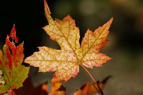 Autumn Season In Canada