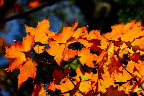 Autumn Season In Canada