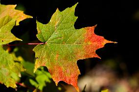 Autumn Season In Canada