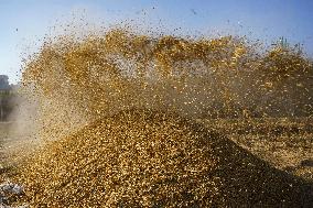 Rice Harvest Season