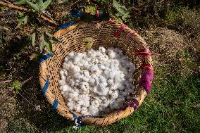 Cotton Harvest Season