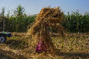 Rice Harvest Season